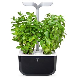 Show details for Véritable Indoor-Garten Exky SMART - soft black Picture of Véritable Indoor-Garten Exky SMART - soft black